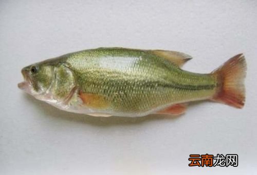 海鲈鱼和淡水鲈鱼的区别