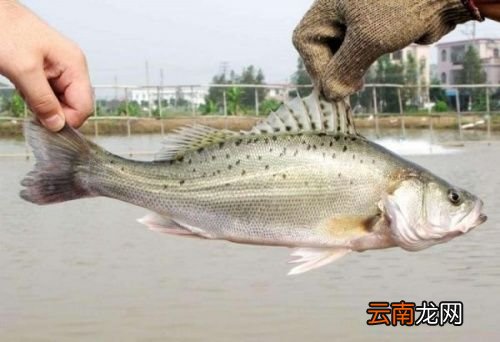 海鲈鱼和淡水鲈鱼的区别