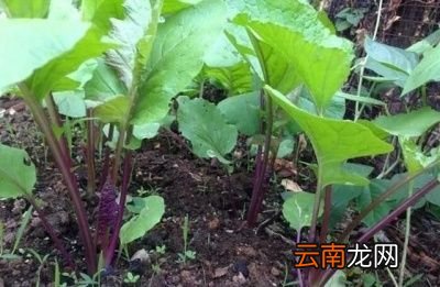 如何种植红菜苔才能获得高产呢
