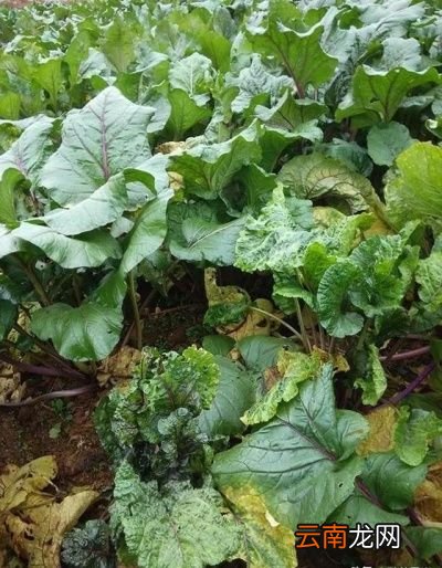 如何种植红菜苔才能获得高产呢