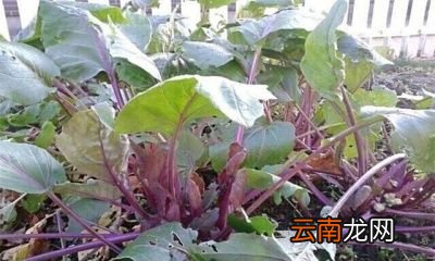如何种植红菜苔才能获得高产呢