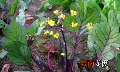 如何种植红菜苔才能获得高产呢