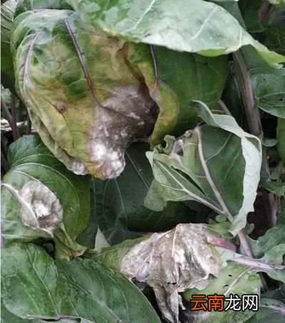 如何种植红菜苔才能获得高产呢