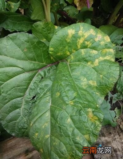 如何种植红菜苔才能获得高产呢