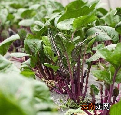 如何种植红菜苔才能获得高产呢