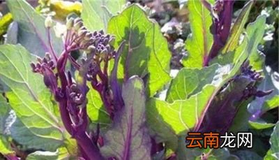 红菜薹种植方法