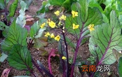 红菜薹种植方法