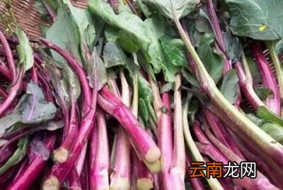 红菜薹种植方法