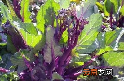 红菜薹种植方法