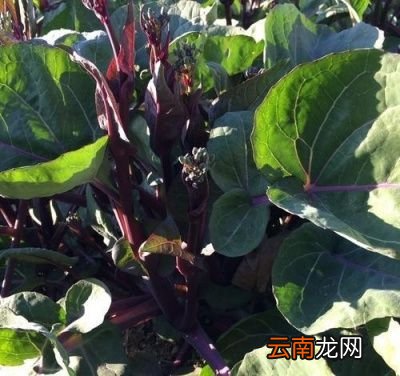 红菜薹什么时候种植如何种植产量高