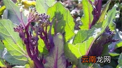红菜薹什么时候种植如何种植产量高