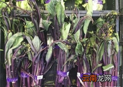红菜薹到底什么时候种植呢