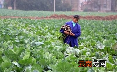 红菜薹到底什么时候种植呢