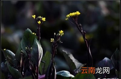 红菜薹到底什么时候种植呢
