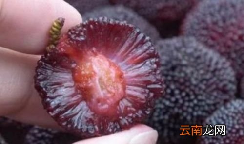 杨梅用盐水泡多久虫子会出来