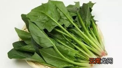 青菜的功效与作用是什么