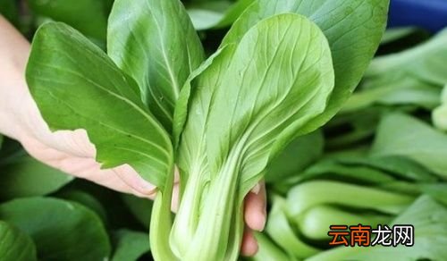 青菜的功效与作用是什么