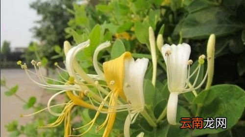 金银花能代替山银花吗