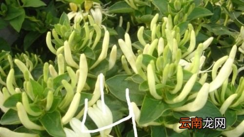 金银花与银花有什么区别
