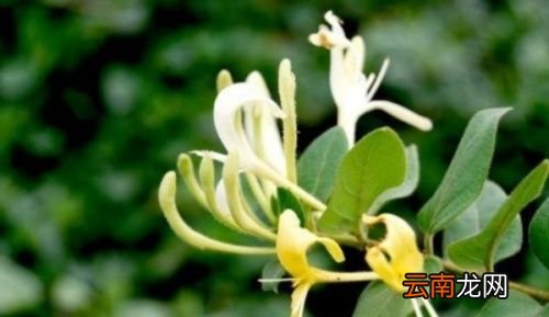 金银花与银花有什么区别