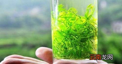 什么人不能喝绞股蓝茶