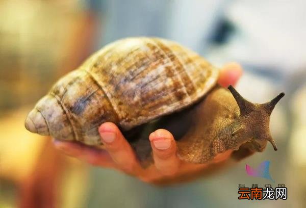 非洲大蜗牛能吃吗 非洲大蜗牛能吃吗有毒吗