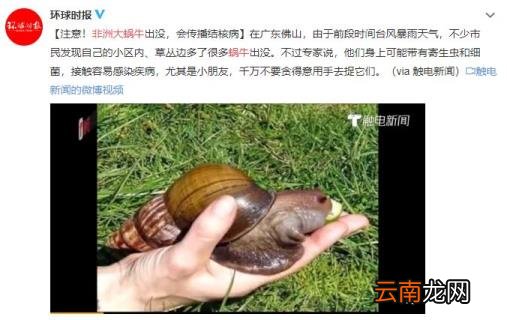 非洲大蜗牛能吃吗 非洲大蜗牛能吃吗有毒吗