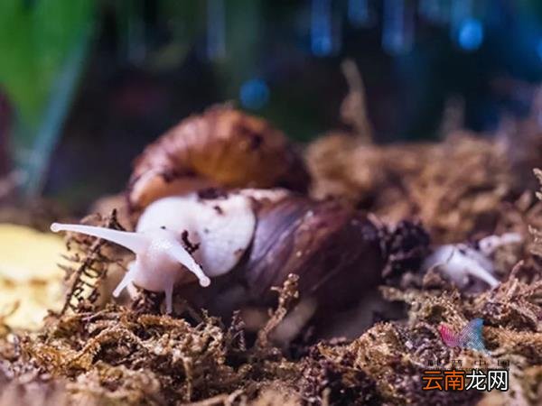 非洲大蜗牛能吃吗 非洲大蜗牛能吃吗有毒吗