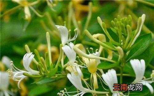 银花金银花有什么作用用
