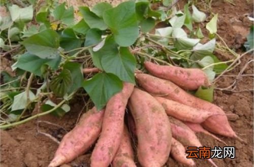 红薯和鸡蛋一起吃会怎样