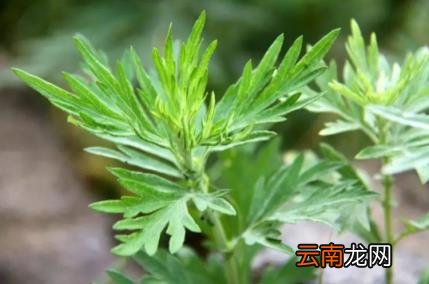 野艾蒿的吃法与做法 野艾蒿的功效与作用