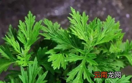 野艾蒿的吃法与做法 野艾蒿的功效与作用