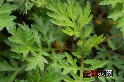 野艾蒿的吃法与做法 野艾蒿的功效与作用