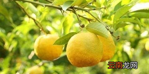 孕妇吃红柚子有什么好