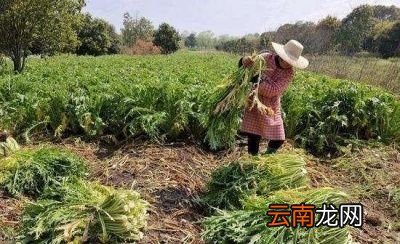 腌雪里蕻制作技巧总结