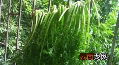 腌雪里蕻制作技巧总结