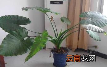 进门正对门放滴水观音有啥说法没 家里养滴水观音吉祥吗