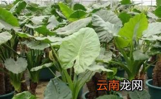 进门正对门放滴水观音有啥说法没 家里养滴水观音吉祥吗