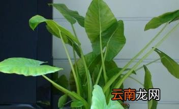 进门正对门放滴水观音有啥说法没 家里养滴水观音吉祥吗