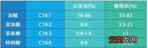 茶油与橄榄油有什么区别