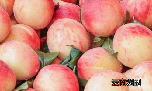 桃子是什么季节的水果