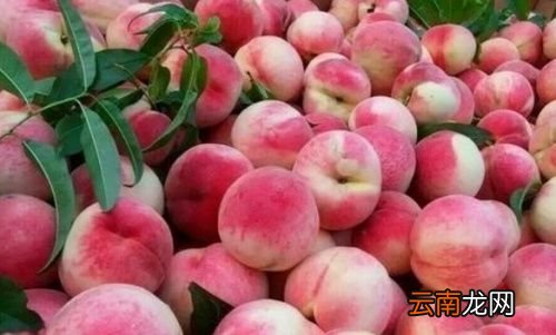 桃子是什么季节的水果