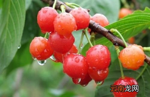樱桃对身体有什么好处啊