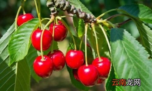 樱桃对身体有什么好处啊