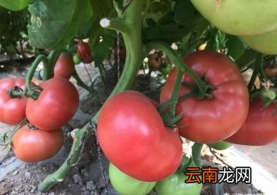 乙烯利催熟番茄方法大概有三种