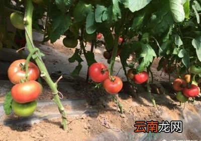 乙烯利催熟番茄方法大概有三种