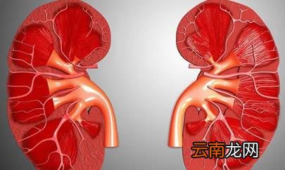 止痛药对肾脏有多少危害 止痛药吃多了会导致肾衰竭吗