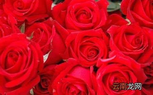 玫瑰花和什么泡水最好