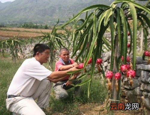 仙人掌果实是不是火龙果