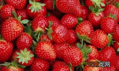 草莓是不是上火的水果